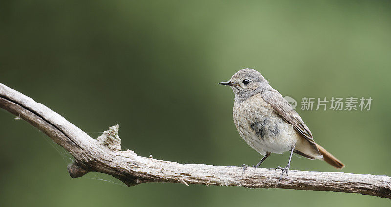 红唇鸲(Phoenicurus Phoenicurus)雌性